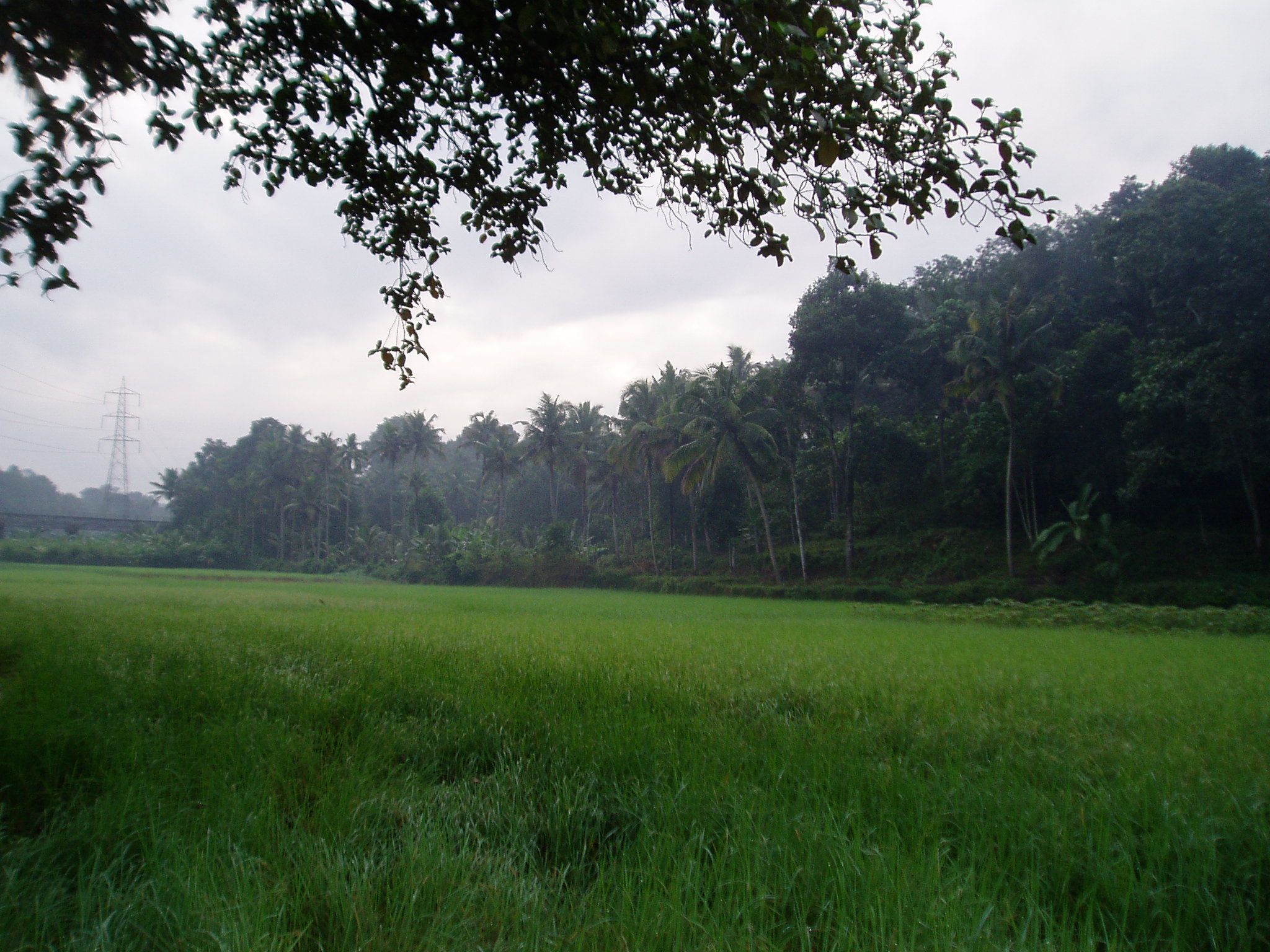 Nellad Landscape 